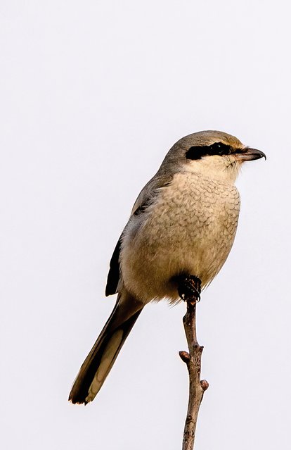 Varfågel. Foto: Olof